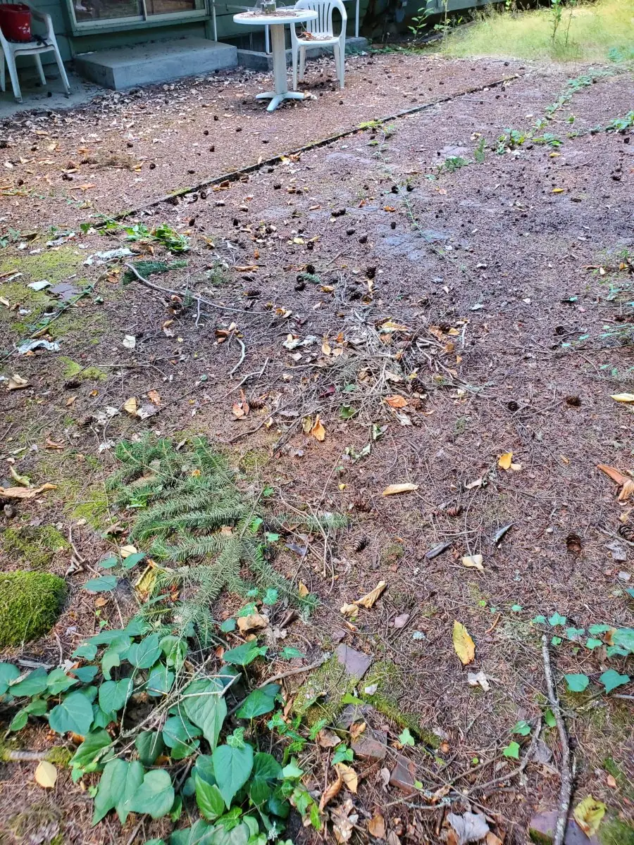 Bricks — before pressure washing