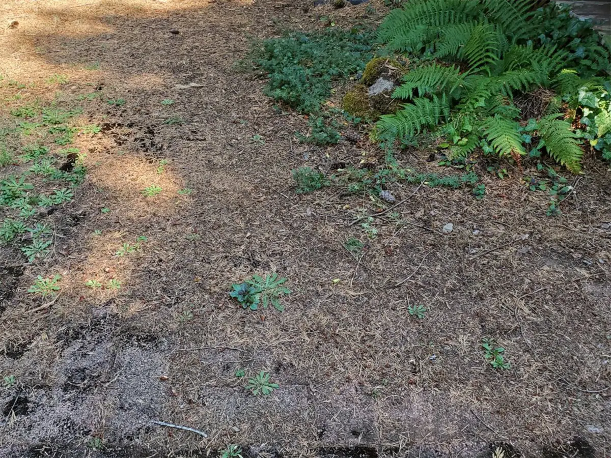 Bricks — before pressure washing