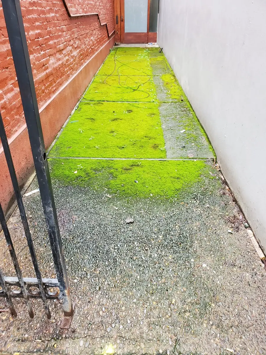 Sidewalk — before pressure washing