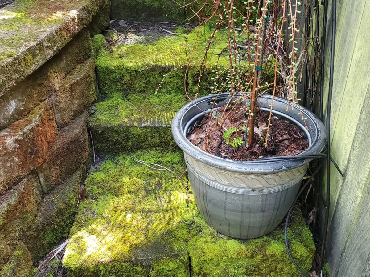 Stairway — before pressure washing